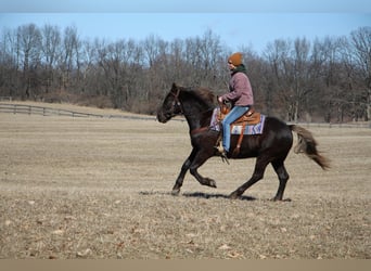 American Quarter Horse, Wallach, 5 Jahre, 152 cm, Brauner