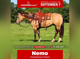 American Quarter Horse, Wallach, 5 Jahre, 152 cm, Buckskin