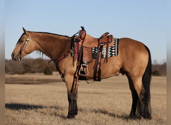 American Quarter Horse, Wallach, 5 Jahre, 152 cm, Buckskin