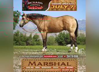 American Quarter Horse, Wallach, 5 Jahre, 152 cm, Buckskin