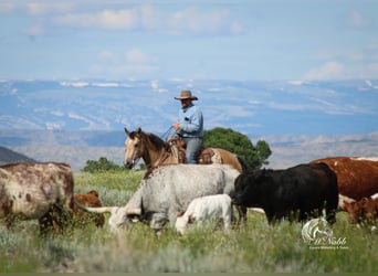 American Quarter Horse, Wallach, 5 Jahre, 152 cm, Buckskin