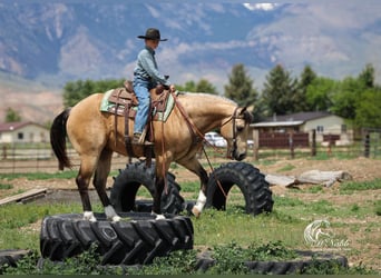 American Quarter Horse, Wallach, 5 Jahre, 152 cm, Buckskin