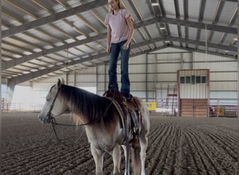 American Quarter Horse, Wallach, 5 Jahre, 152 cm, Buckskin