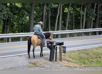 American Quarter Horse, Wallach, 5 Jahre, 152 cm, Buckskin