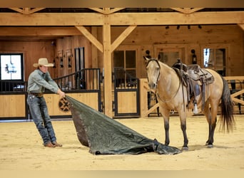 American Quarter Horse, Wallach, 5 Jahre, 152 cm, Buckskin