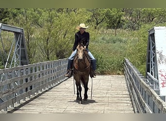 American Quarter Horse, Wallach, 5 Jahre, 152 cm, Buckskin