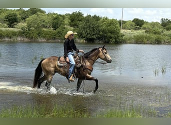 American Quarter Horse, Wallach, 5 Jahre, 152 cm, Buckskin