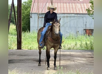 American Quarter Horse, Wallach, 5 Jahre, 152 cm, Buckskin