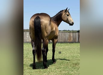 American Quarter Horse, Wallach, 5 Jahre, 152 cm, Buckskin