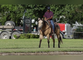 American Quarter Horse, Wallach, 5 Jahre, 152 cm, Buckskin