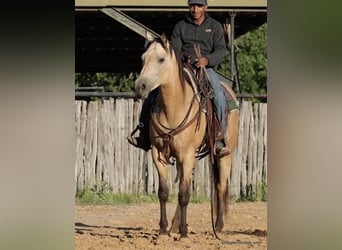 American Quarter Horse, Wallach, 5 Jahre, 152 cm, Buckskin