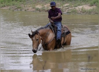 American Quarter Horse, Wallach, 5 Jahre, 152 cm, Buckskin