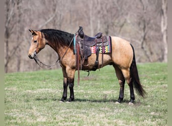 American Quarter Horse, Wallach, 5 Jahre, 152 cm, Buckskin