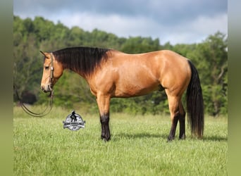 American Quarter Horse, Wallach, 5 Jahre, 152 cm, Buckskin
