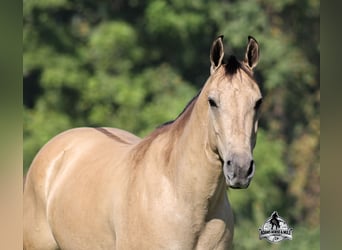 American Quarter Horse, Wallach, 5 Jahre, 152 cm, Buckskin