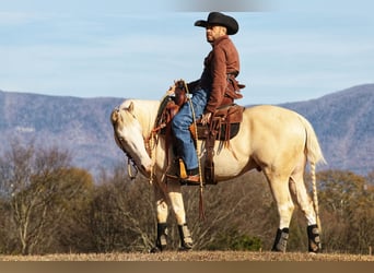 American Quarter Horse, Wallach, 5 Jahre, 152 cm, Cremello