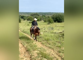 American Quarter Horse, Wallach, 5 Jahre, 152 cm, Dunkelbrauner