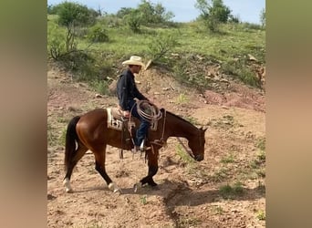 American Quarter Horse, Wallach, 5 Jahre, 152 cm, Dunkelbrauner