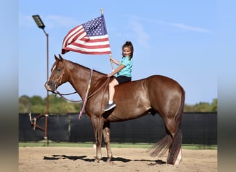 American Quarter Horse, Wallach, 5 Jahre, 152 cm, Dunkelfuchs