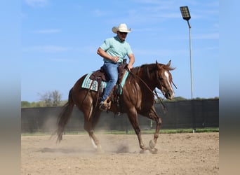 American Quarter Horse, Wallach, 5 Jahre, 152 cm, Dunkelfuchs