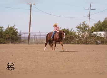 American Quarter Horse, Wallach, 5 Jahre, 152 cm, Dunkelfuchs