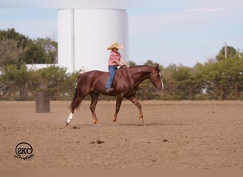 American Quarter Horse, Wallach, 5 Jahre, 152 cm, Dunkelfuchs