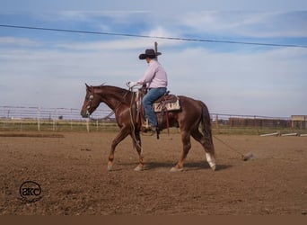American Quarter Horse, Wallach, 5 Jahre, 152 cm, Dunkelfuchs