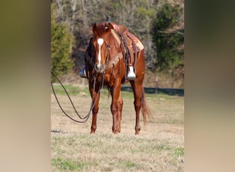 American Quarter Horse, Wallach, 5 Jahre, 152 cm, Dunkelfuchs