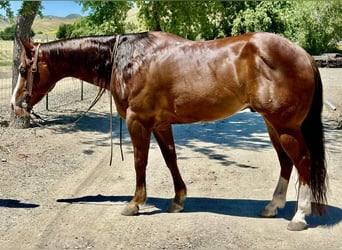 American Quarter Horse, Wallach, 5 Jahre, 152 cm, Dunkelfuchs