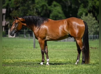 American Quarter Horse, Wallach, 5 Jahre, 152 cm, Falbe