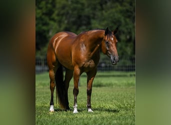 American Quarter Horse, Wallach, 5 Jahre, 152 cm, Falbe