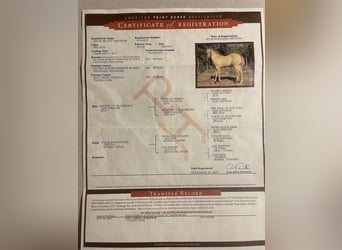 American Quarter Horse, Wallach, 5 Jahre, 152 cm, Falbe