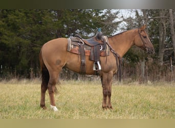 American Quarter Horse, Wallach, 5 Jahre, 152 cm, Falbe