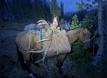 American Quarter Horse, Wallach, 5 Jahre, 152 cm, Falbe