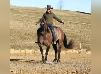 American Quarter Horse, Wallach, 5 Jahre, 152 cm, Grullo