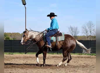 American Quarter Horse, Wallach, 5 Jahre, 152 cm, Palomino