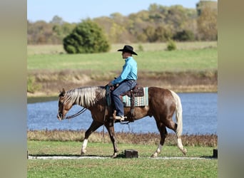 American Quarter Horse, Wallach, 5 Jahre, 152 cm, Palomino