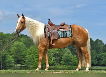 American Quarter Horse, Wallach, 5 Jahre, 152 cm, Palomino