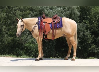 American Quarter Horse, Wallach, 5 Jahre, 152 cm, Palomino