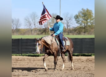 American Quarter Horse, Wallach, 5 Jahre, 152 cm, Palomino