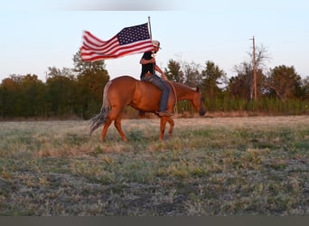 American Quarter Horse, Wallach, 5 Jahre, 152 cm, Palomino
