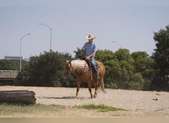 American Quarter Horse, Wallach, 5 Jahre, 152 cm, Palomino
