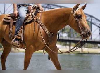 American Quarter Horse, Wallach, 5 Jahre, 152 cm, Palomino
