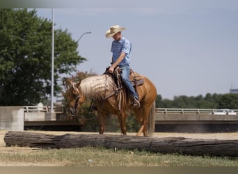 American Quarter Horse, Wallach, 5 Jahre, 152 cm, Palomino