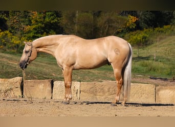 American Quarter Horse, Wallach, 5 Jahre, 152 cm, Palomino