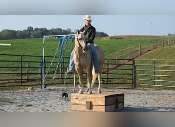 American Quarter Horse, Wallach, 5 Jahre, 152 cm, Palomino