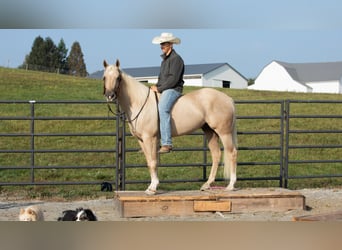American Quarter Horse, Wallach, 5 Jahre, 152 cm, Palomino