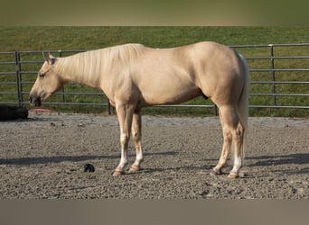 American Quarter Horse, Wallach, 5 Jahre, 152 cm, Palomino