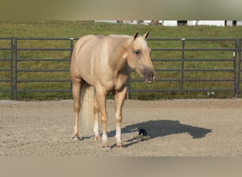 American Quarter Horse, Wallach, 5 Jahre, 152 cm, Palomino