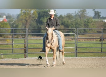American Quarter Horse, Wallach, 5 Jahre, 152 cm, Palomino